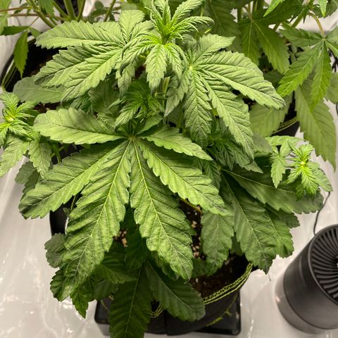 Royal CBG Automatic growlog timeline photo