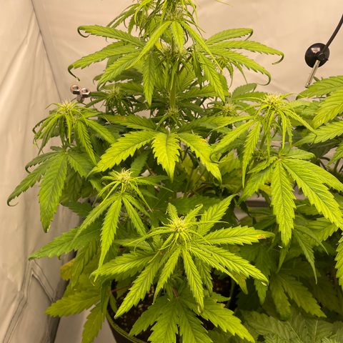 Zkittlez Auto growlog timeline photo