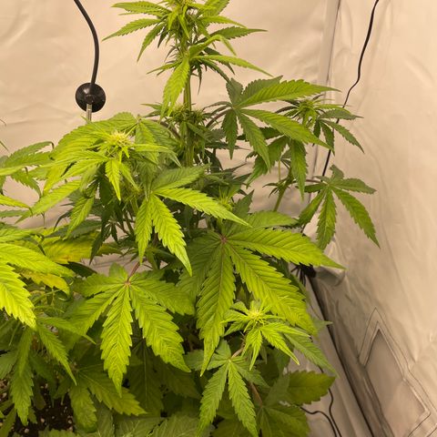 Auto Blackberry Kush growlog timeline photo