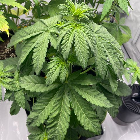 Royal CBG Automatic growlog timeline photo