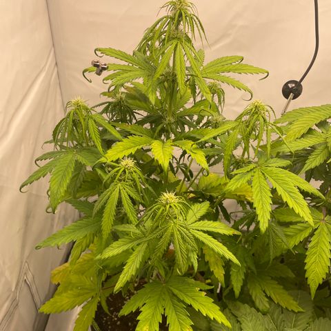 Zkittlez Auto growlog timeline photo