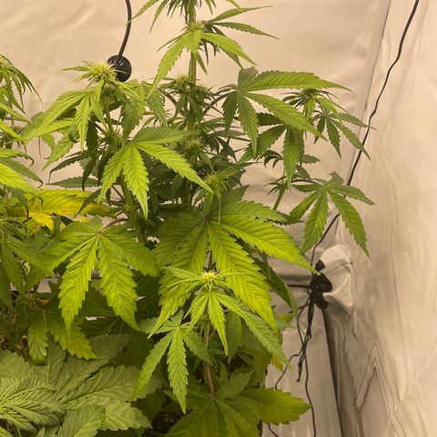 Auto Blackberry Kush growlog timeline photo