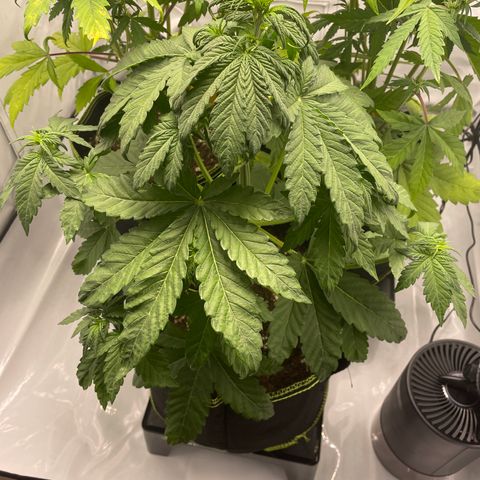 Royal CBG Automatic growlog timeline photo