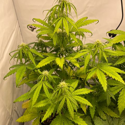 Zkittlez Auto growlog timeline photo