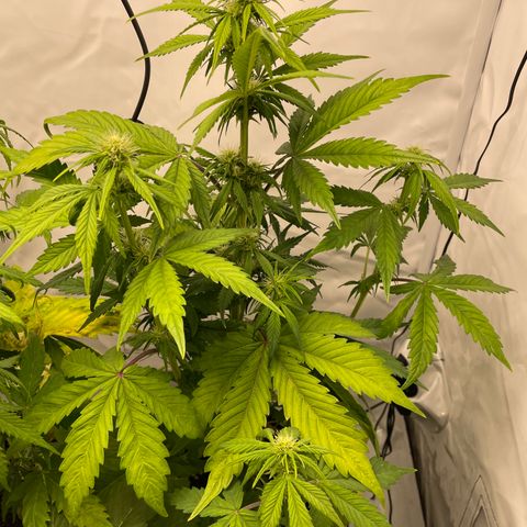 Auto Blackberry Kush growlog timeline photo