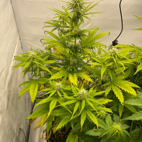 Zkittlez Auto growlog timeline photo