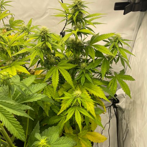 Auto Blackberry Kush growlog timeline photo