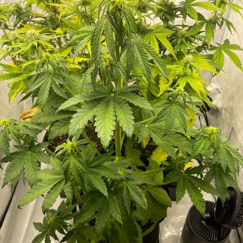 Royal CBG Automatic growlog timeline photo