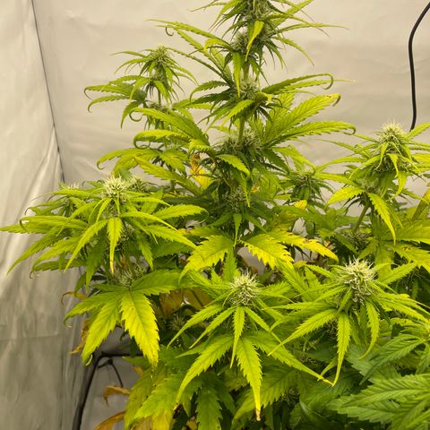 Zkittlez Auto growlog timeline photo