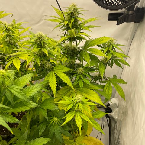 Auto Blackberry Kush growlog timeline photo