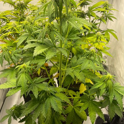 Royal CBG Automatic growlog timeline photo