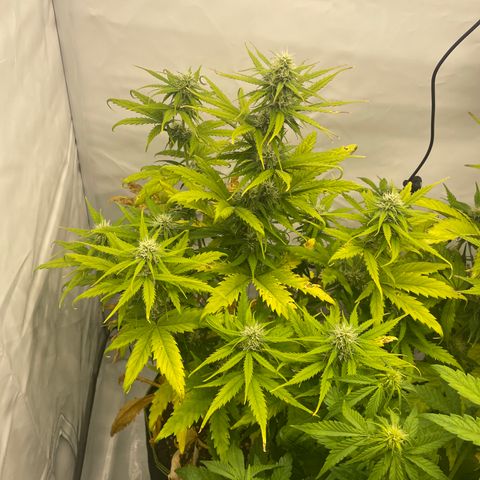 Zkittlez Auto growlog timeline photo
