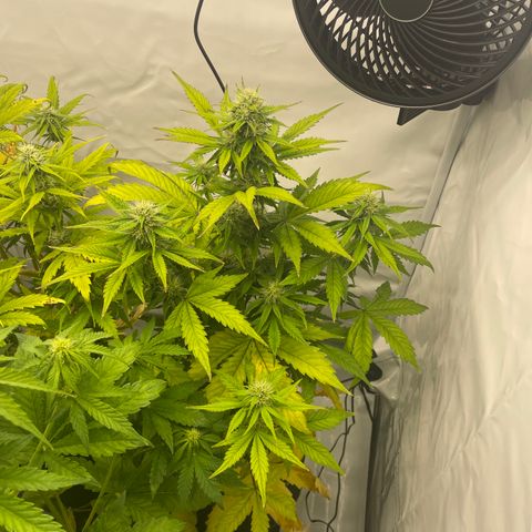 Auto Blackberry Kush growlog timeline photo