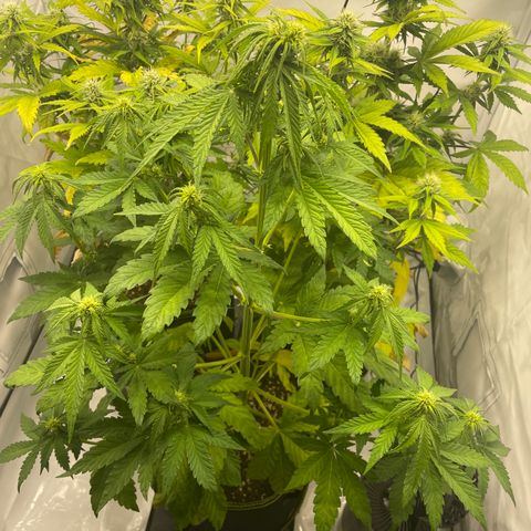 Royal CBG Automatic growlog timeline photo