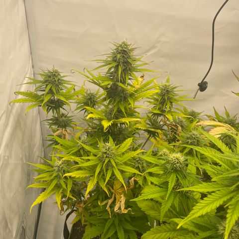 Zkittlez Auto growlog timeline photo