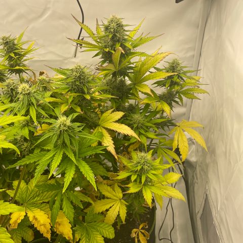 Auto Blackberry Kush growlog timeline photo