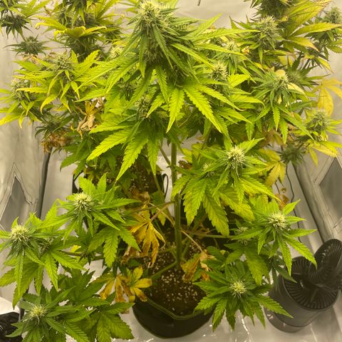 Royal CBG Automatic growlog timeline photo
