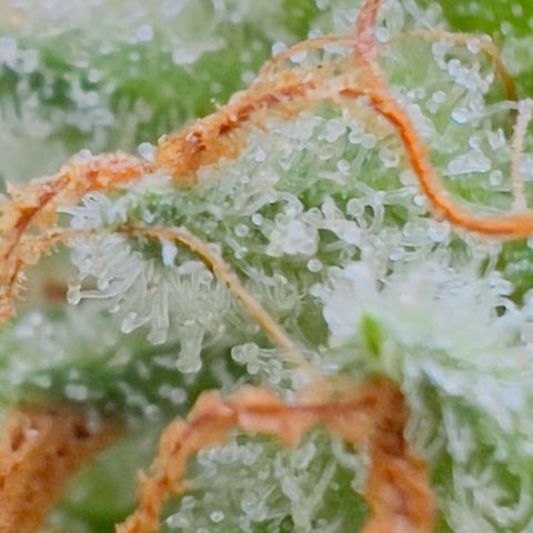 Evol growlog photo: All her history, now she is curing, and every day more stronger results.
