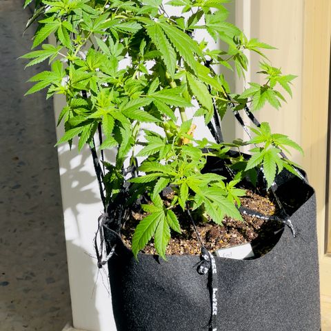 Evol growlog photo: All her history, now she is curing, and every day more stronger results.