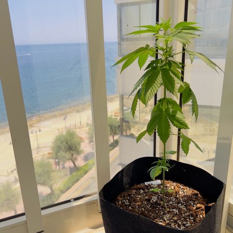 Evol growlog photo: All her history, now she is curing, and every day more stronger results.