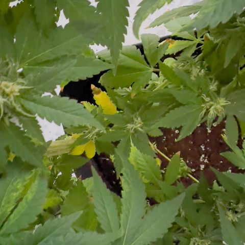 Evol growlog photo: All her history, now she is curing, and every day more stronger results.