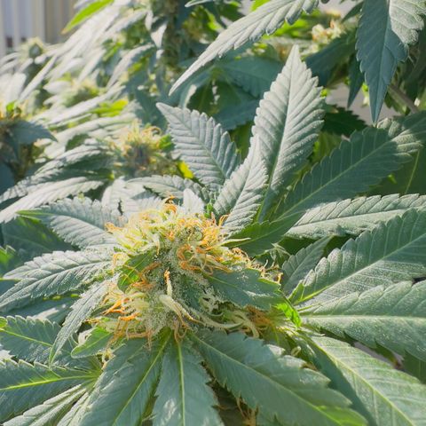 Evol growlog photo: All her history, now she is curing, and every day more stronger results.