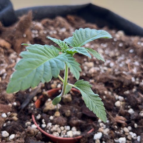 Evol growlog photo: All her history, now she is curing, and every day more stronger results.