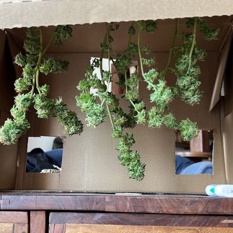 Evol growlog timeline photo