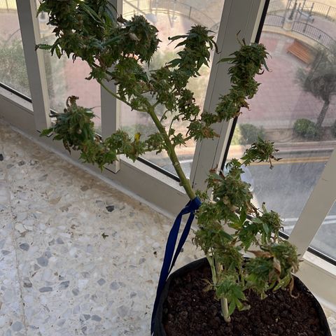 Evol growlog timeline photo