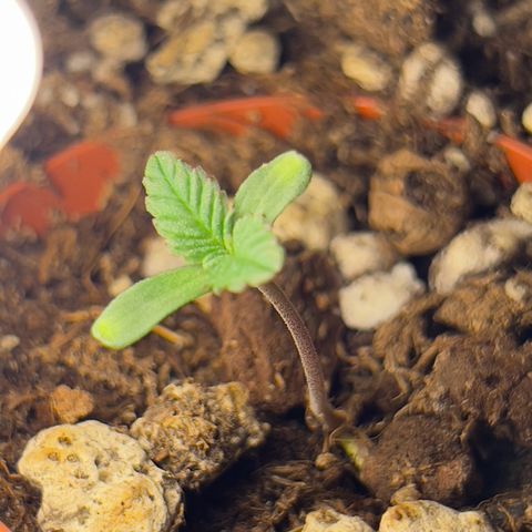 Evol growlog timeline photo