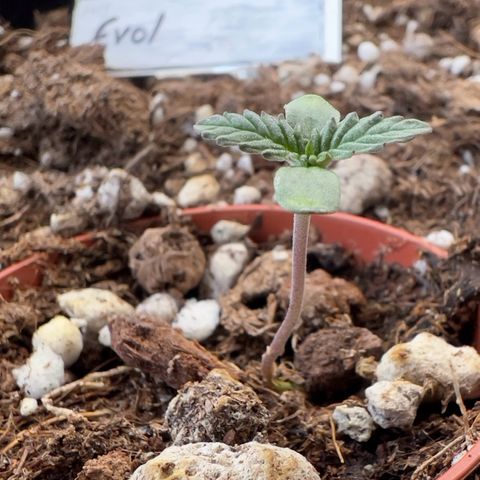 Evol growlog timeline photo