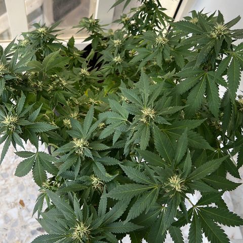 Evol growlog timeline photo