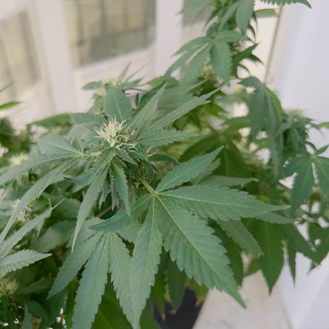 Evol growlog timeline photo