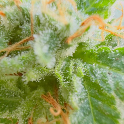 Evol growlog timeline photo