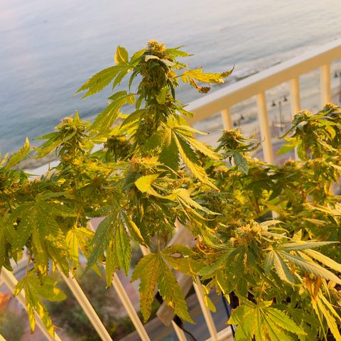 Evol growlog timeline photo