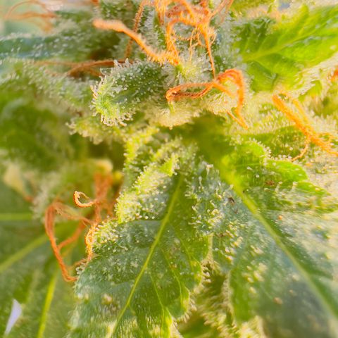 Evol growlog timeline photo