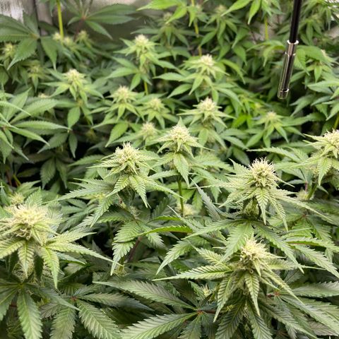 Persian Pie growlog timeline photo