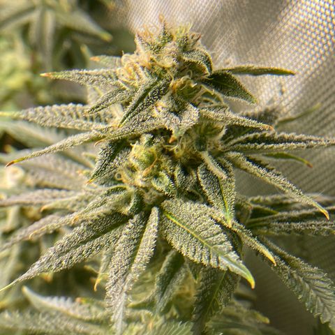Persian Pie growlog timeline photo