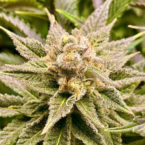 Persian Pie growlog timeline photo