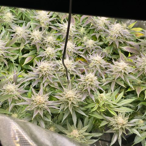 Persian Pie growlog timeline photo