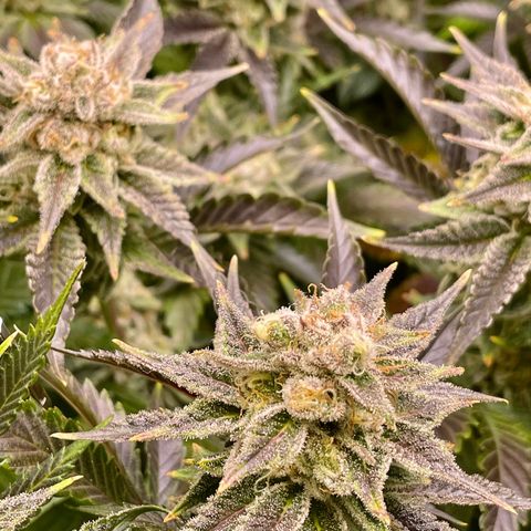 Persian Pie growlog timeline photo
