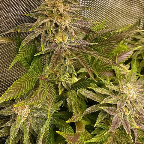 Persian Pie growlog timeline photo