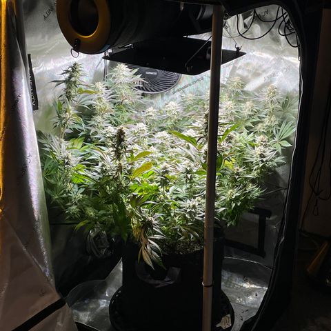 Persian Pie growlog timeline photo