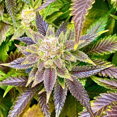 Persian Pie growlog timeline photo