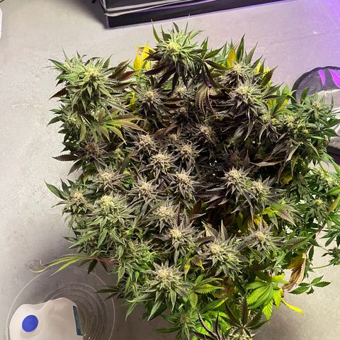Persian Pie growlog timeline photo