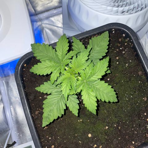 Double Kush Cake Automatic growlog timeline photo