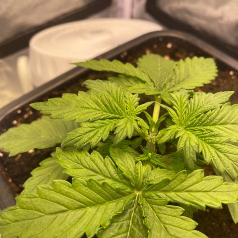 Double Kush Cake Automatic growlog timeline photo