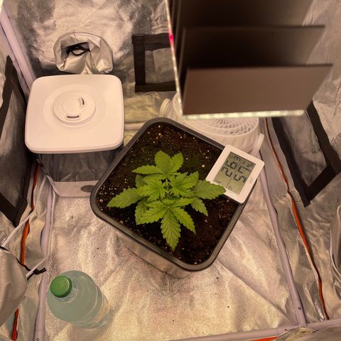 Double Kush Cake Automatic growlog timeline photo