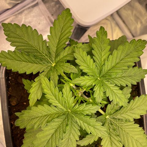 Double Kush Cake Automatic growlog timeline photo