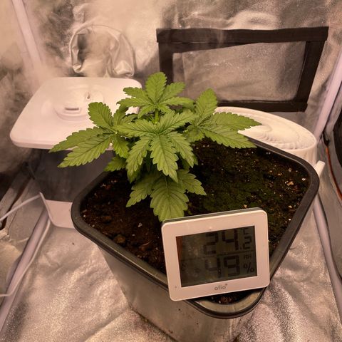 Double Kush Cake Automatic growlog timeline photo